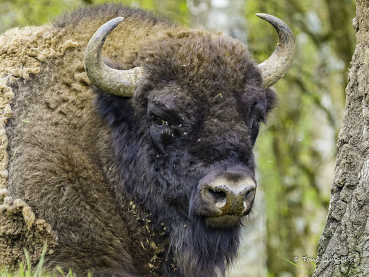 Wisent Thal