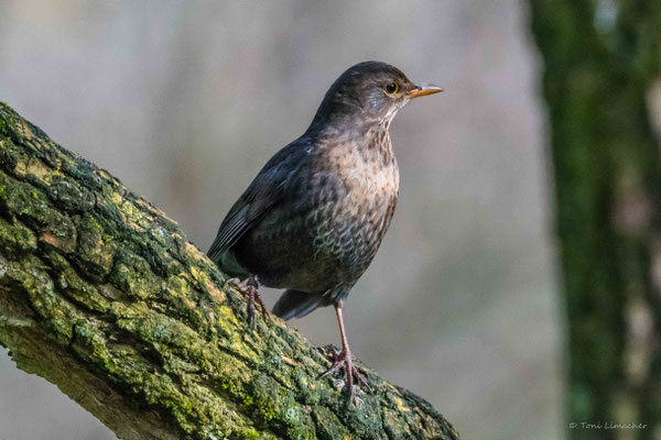 Amsel