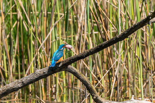 Kingfisher im Fanel
