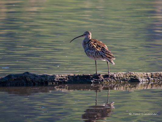 Grosser Brachvogel