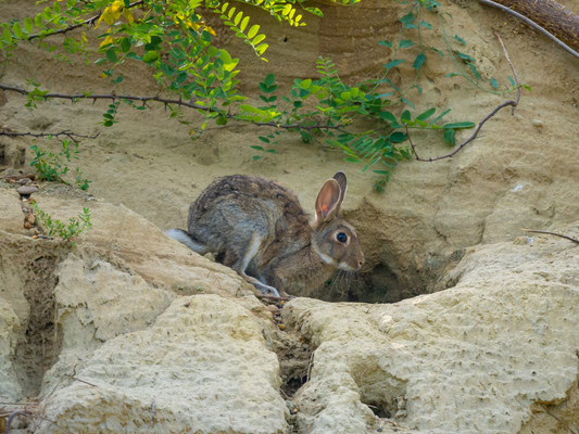 Kaninchen zogen in der steilen Lösswand ihre Jungen auf