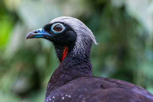 Black fronted piping Guan