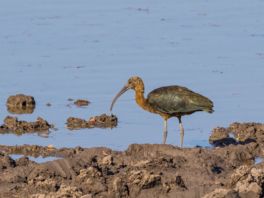 Grüner Ibis