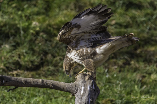 Mäusebussard
