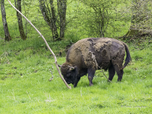 Wisent Thal
