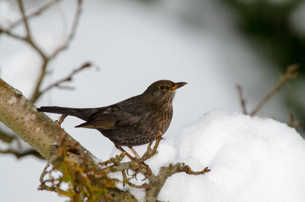 Amsel