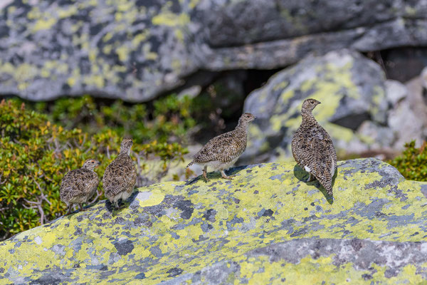 Alpenschneehuhn