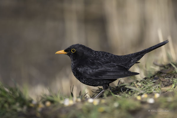 Amsel