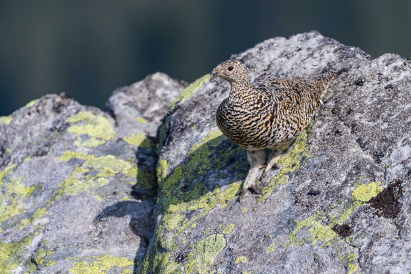 Alpenschneehuhn