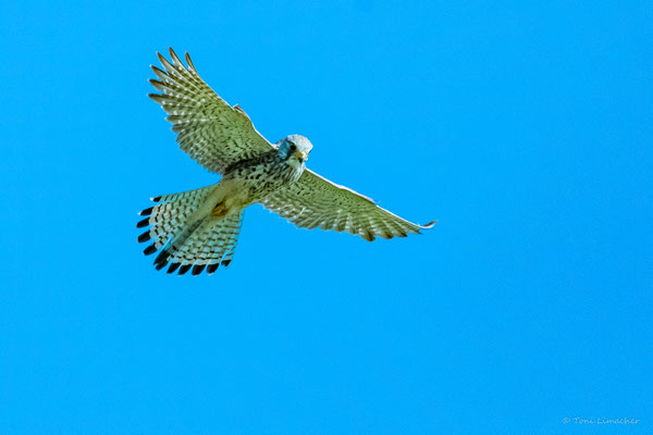 Turmfalke