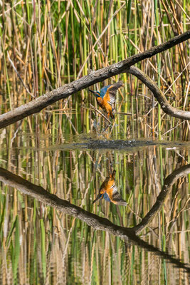 Kingfisher im Fanel