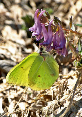 Zitronenfalter (Gonepteryx rhamni L.) 