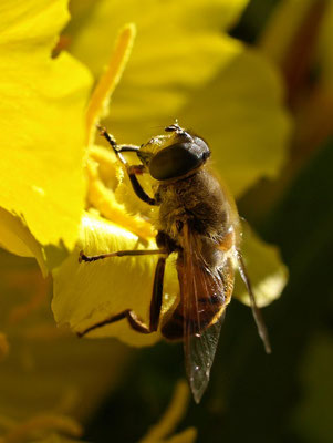 Schwebfliege (Syrphidae)