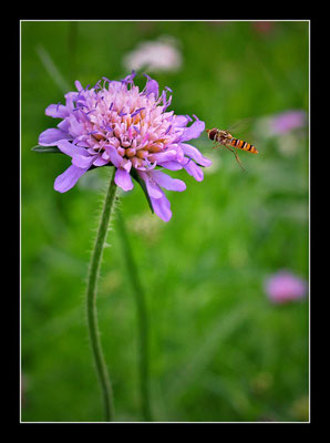 Hainschwebfliege (Episyrphus balteatus)