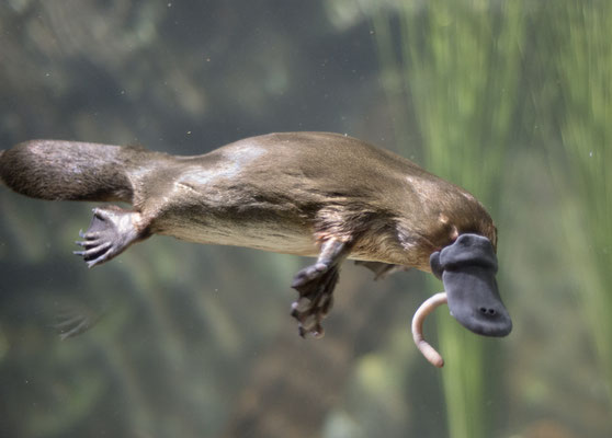 Chapter 9 (Book 1): "[Platypuses] are in a certain way like a patchwork quilt. They are made up of parts that don't really belong together. They have a beak like a duck, a tail like a beaver and feet like an otter. " 