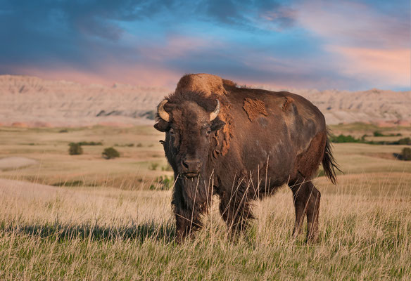 Twitter Post by Lakota Law Project, 2 June 2022, on the role of bison: "Colonel Richard Dodge wrote in 1867, while stationed in the Black Hills: Every buffalo dead is an Indian gone." 