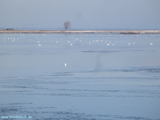 Vogelparadies Schleimünde