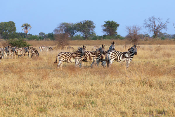 Okavango Delta