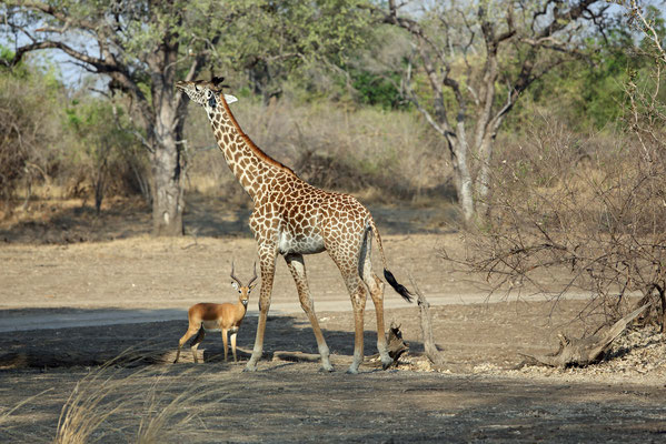 South Luangwa National Park