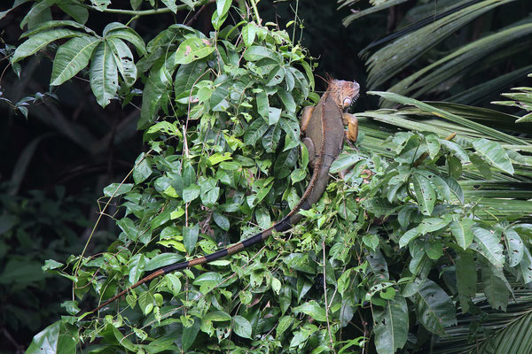 Im Tortuguero National Park