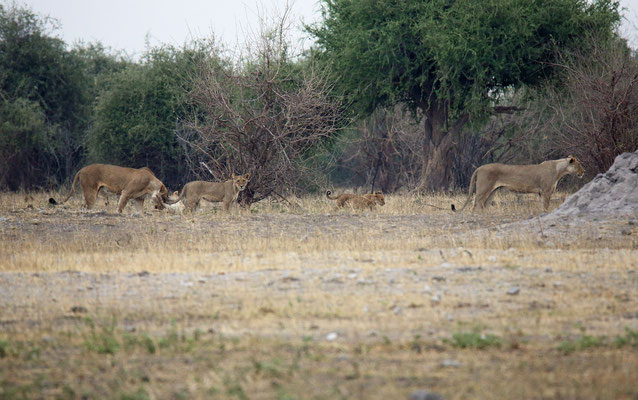 Chobe National Park