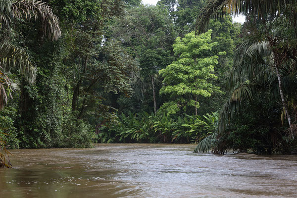 Im Tortuguero National Park