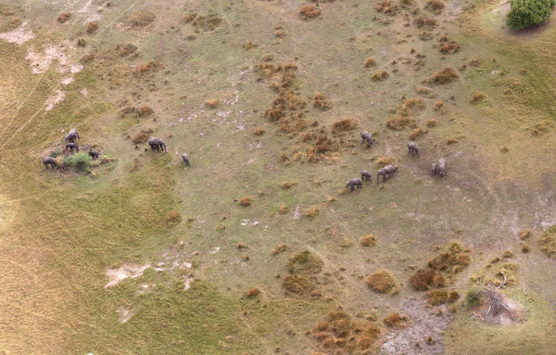 Rundflug über das Okawango Delta