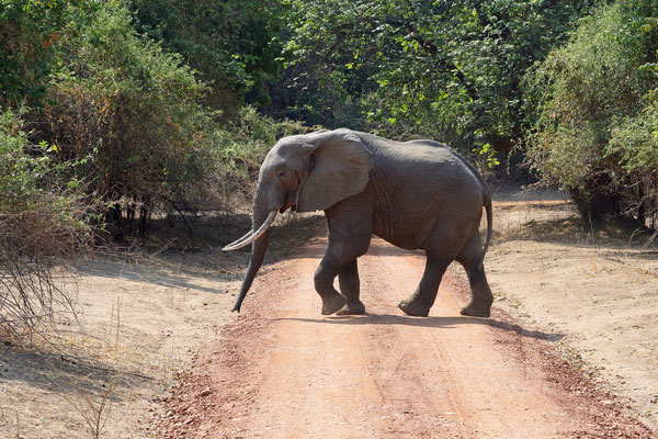 South Luangwa National Park