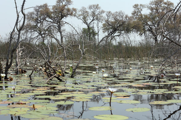 Okavango Delta