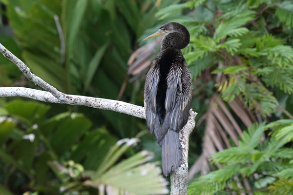 Im Tortuguero National Park