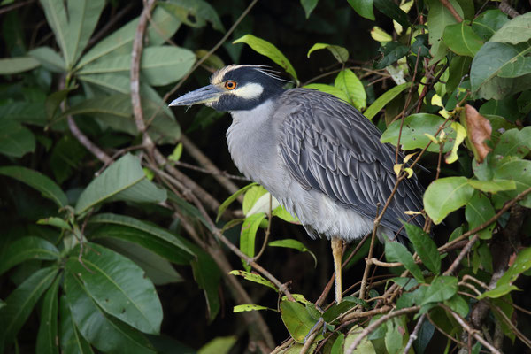 Im Tortuguero National Park