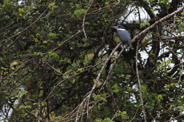 Im Tortuguero National Park