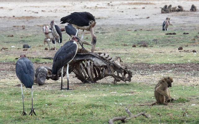 Chobe National Park