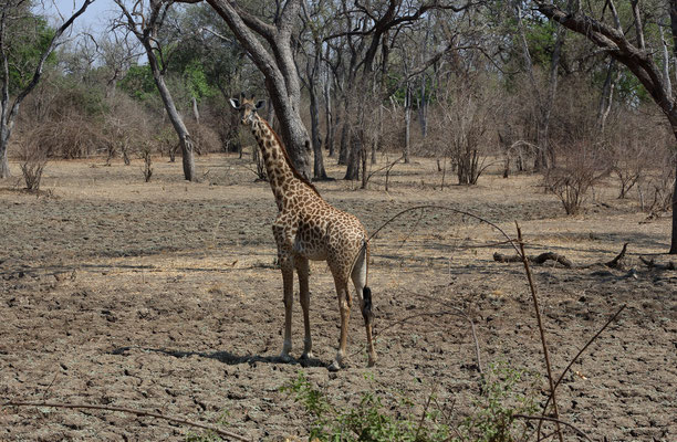 South Luangwa National Park