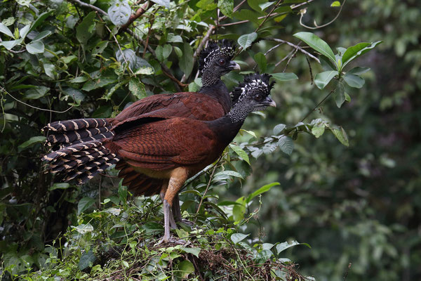 Im Tortuguero National Park