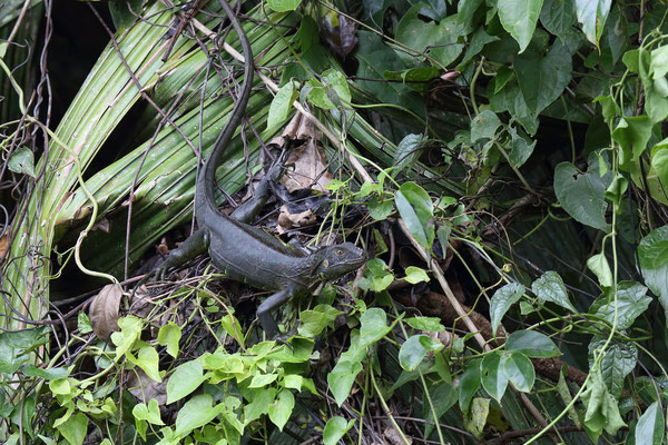 Im Tortuguero National Park