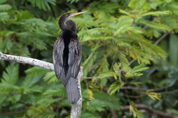 Im Tortuguero National Park