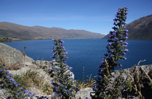 Lake Wakatipu