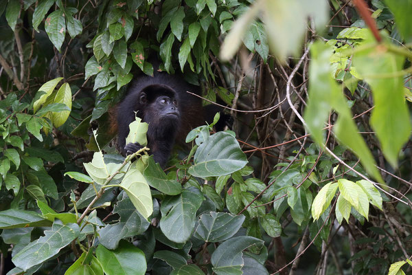 Im Tortuguero National Park