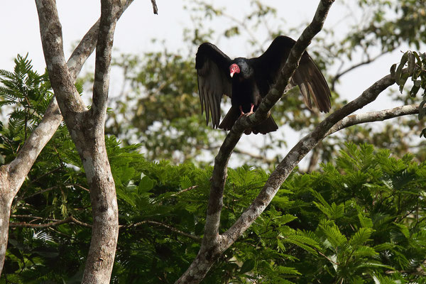 Im Tortuguero National Park