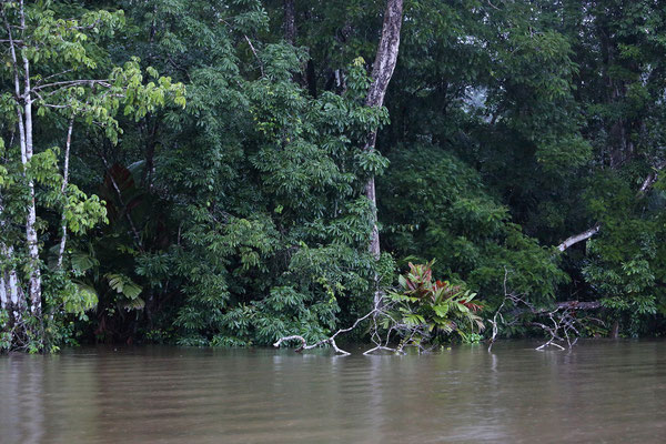 Im Tortuguero National Park