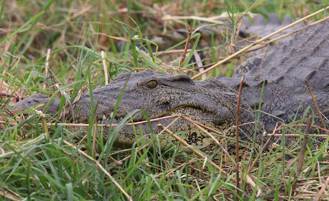 Chobe National Park