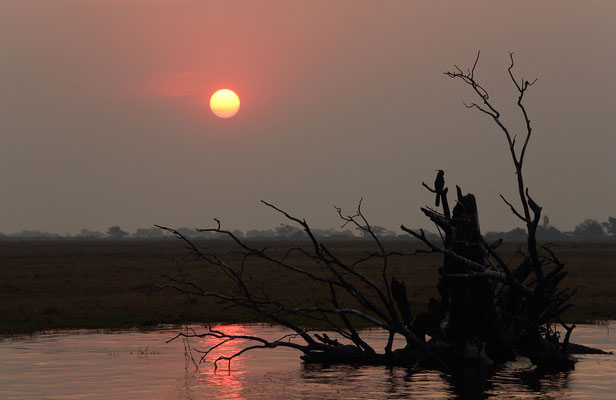 Chobe River