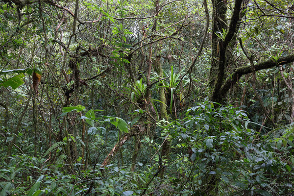 Wanderung am Vulkan Arenal