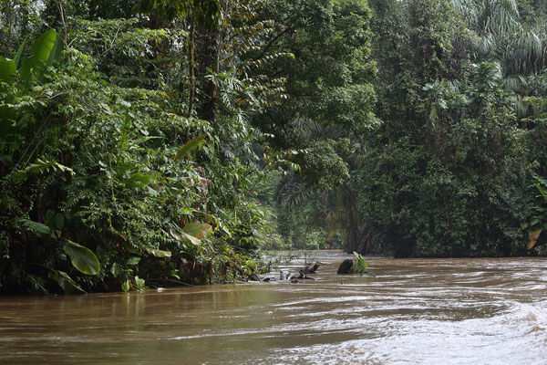 Im Tortuguero National Park