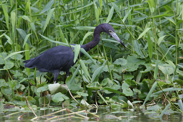 Im Tortuguero National Park