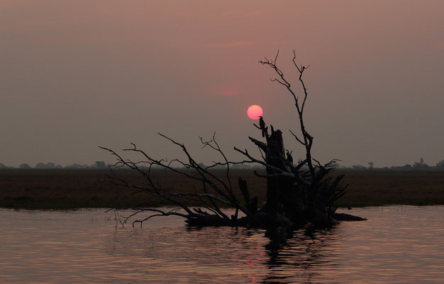 Chobe River