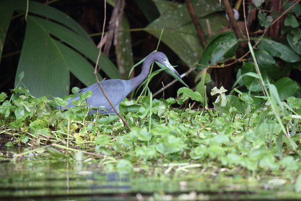 Im Tortuguero National Park