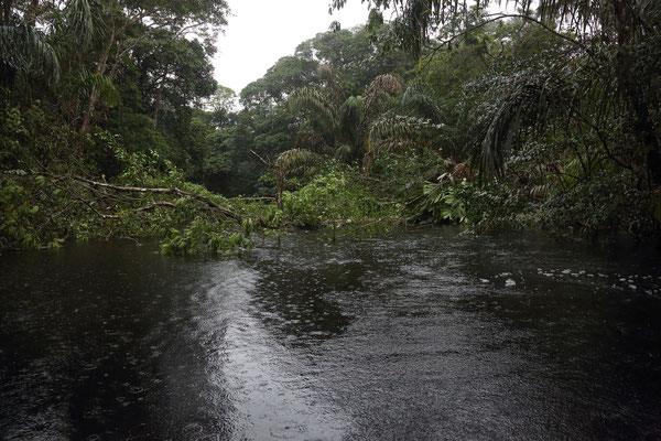 Im Tortuguero National Park