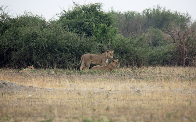 Chobe National Park